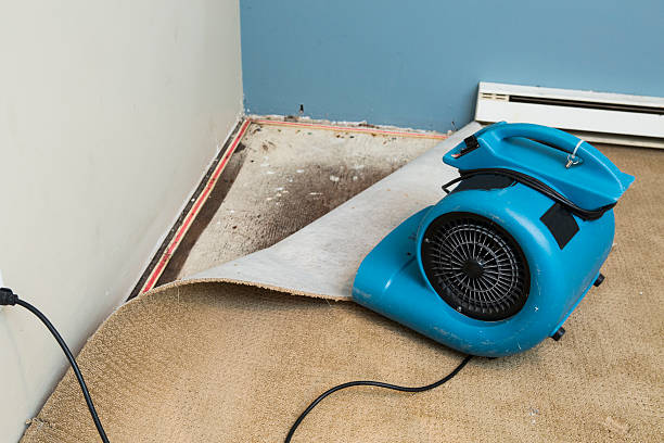 Best Professional water damage repair  in Brookville, PA